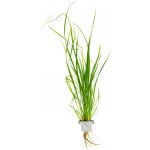 Cyperus helferi - Šáchor Helferův – Sleviste.cz