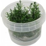 Myriophyllum mattogrossense – Hledejceny.cz