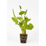 Echinodorus macrophyllus - Šípatkovec velkolistý – Zboží Mobilmania