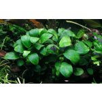 Anubias barteri var. nana Petite – Zboží Dáma