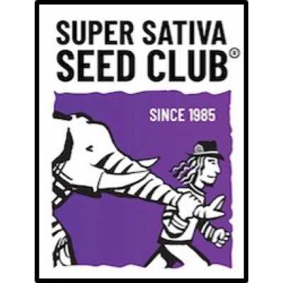 Super Sativa Seed Club Lava Freeze semena neobsahují THC 3 ks – Zboží Dáma