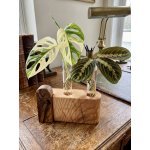 BotaneryLab Kořenovací stanice GEMINI – pro 2 řízky WoodenBotanery – Hledejceny.cz