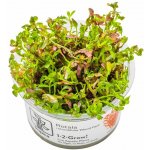 Rotala rotundifolia Blood Red – Zboží Dáma