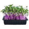 Toraf Microgreens, semínka na klíčky - Ředkvička China Rose 20g