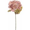Květina Hortenzie - Hydrangea 'Espoo' růžová V81 cm