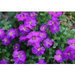 Aubrieta del. 'Cascade Purple' Velikost hrnku: 10,5cm – Hledejceny.cz