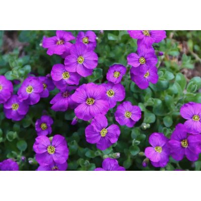Aubrieta del. 'Cascade Purple' Velikost hrnku: 10,5cm – Hledejceny.cz