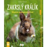 Zakrslý králík – Hledejceny.cz