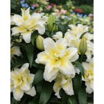Lilie 'Roselily Irvana' 1 ks – Sleviste.cz