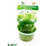 Vesicularia reticulata Erect moss – Zboží Dáma