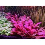 Samolus parviflorus red – Zboží Dáma