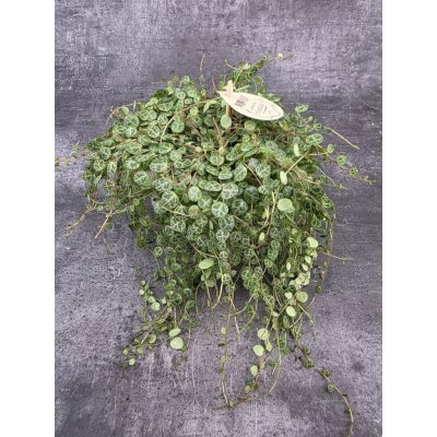 Peperomia Prostrata – Zboží Dáma