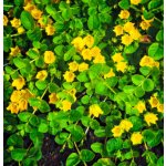 Lysimachia nummularia – košík 9x9 cm – Hledejceny.cz