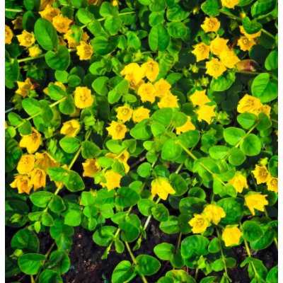 Lysimachia nummularia – košík 9x9 cm – Hledejceny.cz
