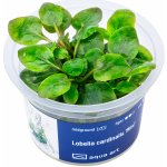 Lobelia cardinalis Mini – Hledejceny.cz