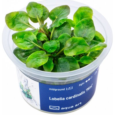 Lobelia cardinalis Mini – Hledejceny.cz