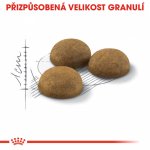 Royal Canin Indoor Long Hair 10 kg – Hledejceny.cz