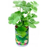 Vypěstuj si čtyřlístek v plechovce – Zboží Dáma