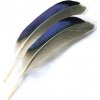 Rybářské lanko Veniard Mallard Duck Wing Quills Blue Kachna divoká