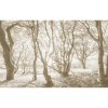 Tapety Komar Vliesová fototapeta Bleached Birch 400 x 250 cm