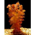 Cabomba piauhyensis - Kabomba brazilská – Zboží Dáma Cabomba piauhyensis - Kabomba brazilská – Zboží Dáma