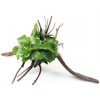 Akvarijní rostlina I--Z Anubias nana na kořenu Spiderwood