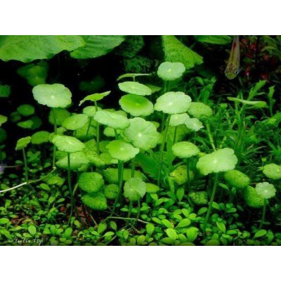 Hydrocotyle vulgaris Pennywort 5,5 cm – Zboží Mobilmania