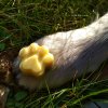 Kosmetika pro psy Topvet Balzám na tlapky - ochranný a regenerační 80 ml