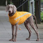 Surtep Animals Zimní bunda voděodolná Paw – Sleviste.cz