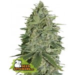 Seedstockers Super Skunk AUTO semena neobsahují THC 1 ks – Hledejceny.cz