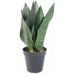 Tchýnin jazyk, Sansevieria trifasciata Black Diamond, průměr květináče 12 cm – Zboží Dáma