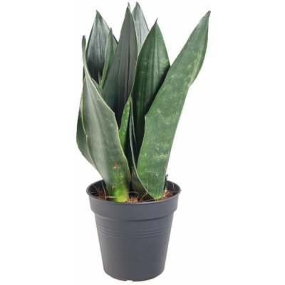 Tchýnin jazyk, Sansevieria trifasciata Black Diamond, průměr květináče 12 cm – Zboží Dáma