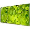 Obraz akrylový obraz Listy Příroda Rostlina 100x50 cm