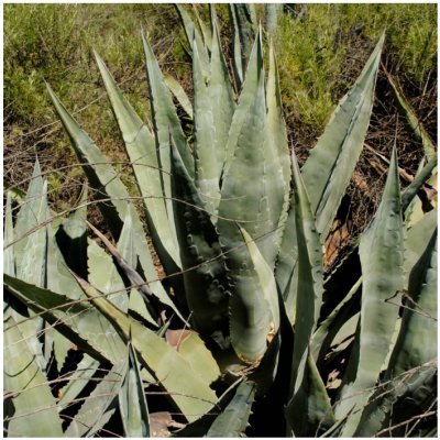 Agáve - Agave atrovirens - semena - 10 ks