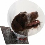 Kruuse Buster Classic Collar Plastový ochranný límec 12,5 cm – Zboží Dáma