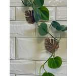 WoodenBotanery Úchytky na plazivé rostliny Monstera Mini 10 ks – Hledejceny.cz