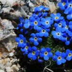 Pomněnka alpská modrá Myosotis alpestris semena pomněnky 130 ks – Hledejceny.cz