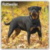 Kalendář Rottweiler Rottweiler 16-Monats 2024