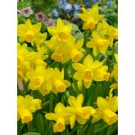 Narcis 'Tete a Tete' 5 ks – Hledejceny.cz