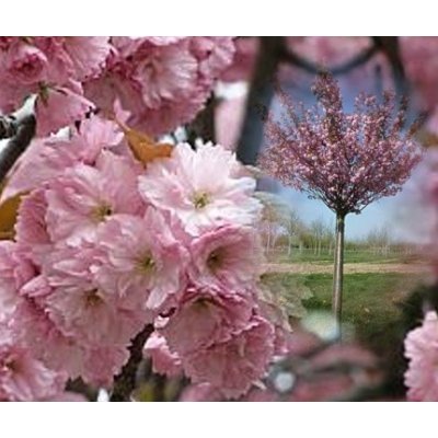 Prunus serrulata 'Kiku-shidare-sakura - Třešeň sakura na kmínku