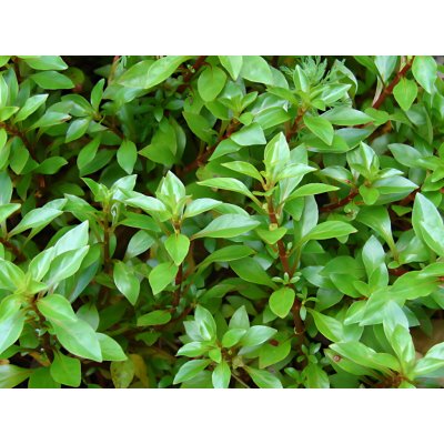 Ludwigia palustris Green – Sleviste.cz