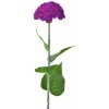 Květina Celosia fialová balení 3 ks, 64 cm