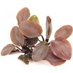 Lagenandra meeboldii red – Hledejceny.cz