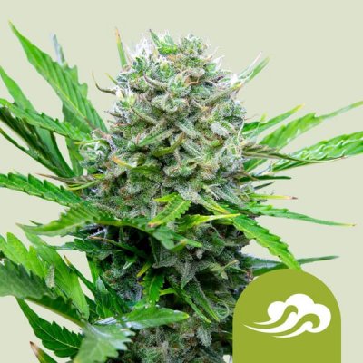 Royal Queen Seed Royal Bluematic semena neobsahují THC 10 + 10 ks Royal Critical Auto – Sleviste.cz