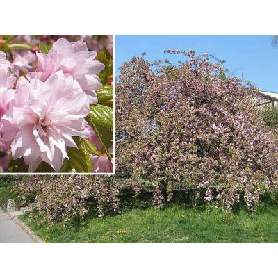 Okrasná třešeň převislá ´Kiku shidare sakura´ - kmínek 220 cm (Prunus serrulata ´Kiku shidare´)