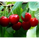 Dekang Classic Cherry 10 ml 6 mg – Zboží Mobilmania