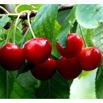 Dekang Cherry 10 ml 6 mg – Hledejceny.cz