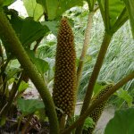 Barota rukávovitá Gunnera manicata prodej semen 6 ks – HobbyKompas.cz