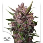 Dutch Passion AUTO BlackBerry Kush semena neobsahují THC 3 ks – Zboží Mobilmania