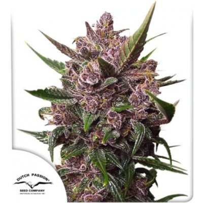 Dutch Passion AUTO BlackBerry Kush semena neobsahují THC 3 ks – Zboží Mobilmania